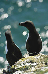Razorbills